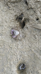 Brachyura