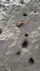 Brachyura