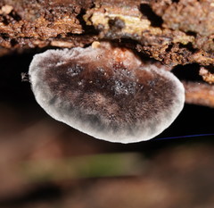 Postia pelliculosa