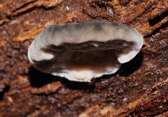 Postia pelliculosa