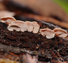 Panellus luxfilamentus