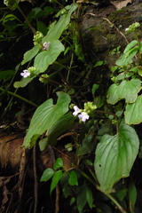 Epithema ceylanicum