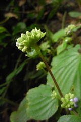 Epithema ceylanicum