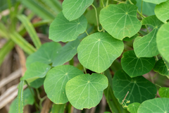 Stephania cephalantha