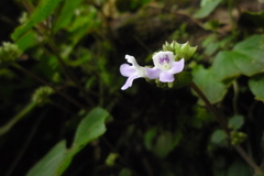 Epithema ceylanicum