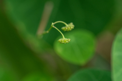 Stephania cephalantha