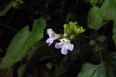 Epithema ceylanicum