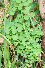 Stephania cephalantha