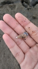 Cerithioidea