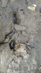 Brachyura