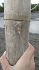 Gastropoda