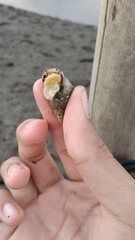 Gastropoda