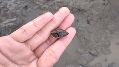 Gastropoda