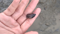 Gastropoda