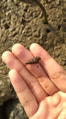 Cerithioidea