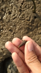 Cerithioidea