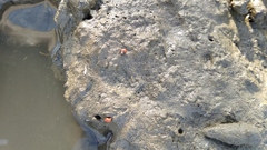 Gastropoda