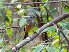 Pachycephala olivacea
