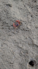 Brachyura