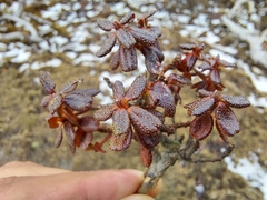 Rhododendron nivale