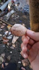 Bivalvia