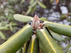 Rhododendron bhutanense