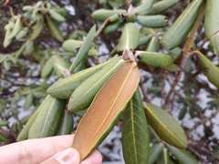 Rhododendron bhutanense