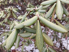 Rhododendron bhutanense