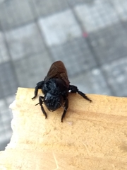 Xylocopa