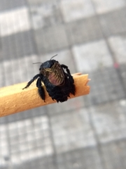 Xylocopa