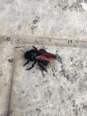Xylocopa