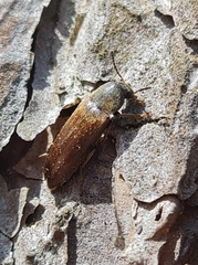 Dolotarsus lividus