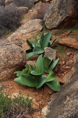 Haemanthus