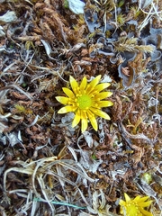 Oxygraphis polypetala