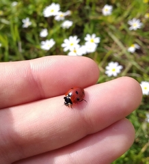 Coccinella septempunctata