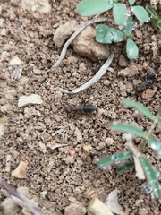 Iberoformica subrufa