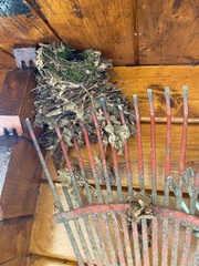 Troglodytes troglodytes