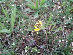 Taraxacum lacistophyllum