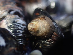 Notoacmea parviconoidea