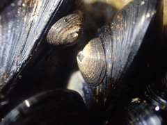 Image of Notoacmea parviconoidea