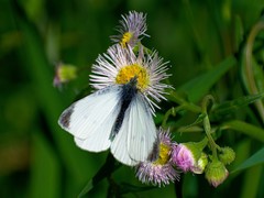 Pieris rapae