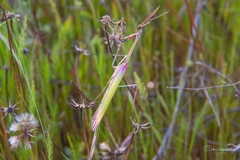 Empusa pennata