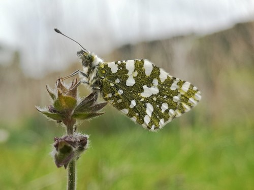 Westen Dappled White
