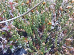 Cassiope selaginoides