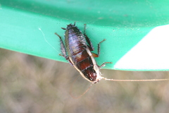 Gisborne Cockroach