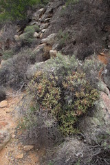 Crassula macowaniana