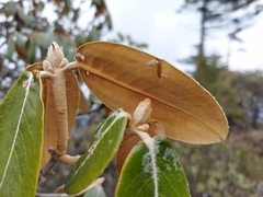 Rhododendron lanatum