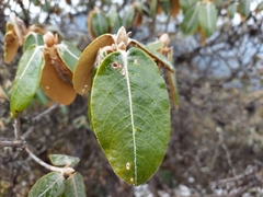 Rhododendron lanatum
