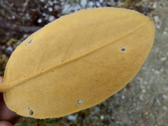 Rhododendron lanatum