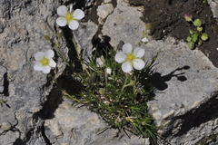 Cherleria capillacea